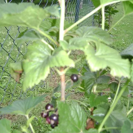 Penzion Cokori Banja Luka